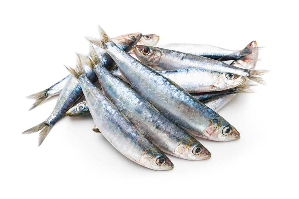 Sardinas frescas (1kg)